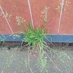 Poa annua Elinympäristö