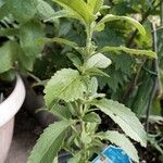 Stevia rebaudiana Ліст