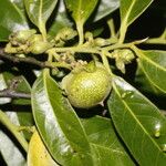 Diospyros nigra Fruto