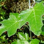 Populus alba Blatt