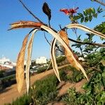 Tecomaria capensis Fruit