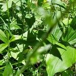 Erigeron pulchellus Leaf