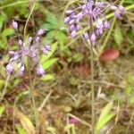 Allium carinatum Hábito