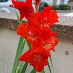 Gladiolus communisFleur