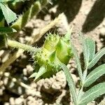 Tribulus terrestris Frucht