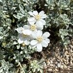 Achillea umbellata फूल