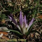 Colchicum androcymbioides