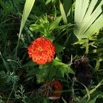 Zinnia peruviana फूल