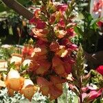 Digitalis canariensis Flower