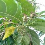 Morinda citrifolia Φρούτο