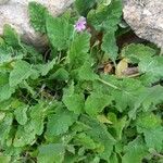 Erodium malacoides Hábitos