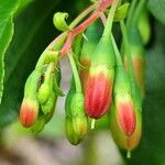 Vaccinium cylindraceum Flor