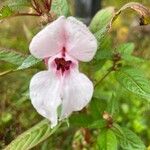 Impatiens glanduliferaLeaf