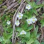 Pinguicula alpina Kwiat