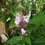Phlogacanthus turgidus फूल