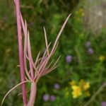 Conopodium majus Leaf