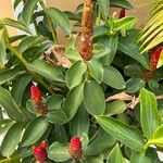 Costus woodsonii Лист