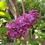 Syringa vulgaris花