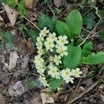 Primula vulgarisFlower