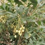 Arbutus andrachne फूल