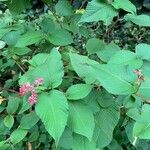 Persicaria campanulata Flower