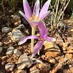 Colchicum longifolium Habit