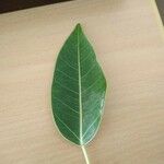 Ficus cordata Blad