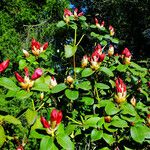 Rhododendron haematodes Vekstform