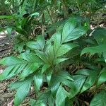 Geonoma elegans Leaf