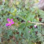 Geranium purpureum Floro