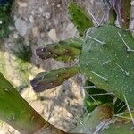 Opuntia monacanthos Fruit