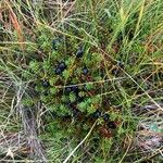 Empetrum nigrum Fruto