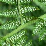 Athyrium filix-femina Fleur