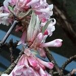 Viburnum × bodnantense Blomma