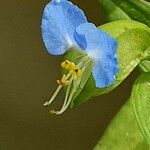 Commelina communis Blomst