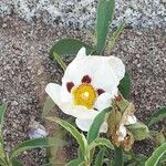 Cistus ladanifer 花