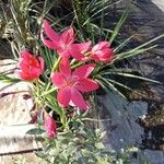 Zephyranthes rosea Цвят
