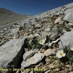 Ranunculus seguieri Habit