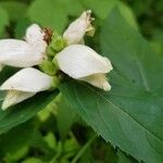 Chelone glabra Blomst