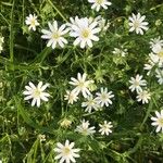 Stellaria palustris花