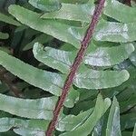 Nephrolepis cordifolia Feuille