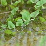 Ipomoea aquatica Лист