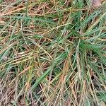 Koeleria macrantha পাতা