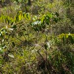 Annona glabra Feuille