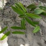 Smilax campestris Агульны выгляд