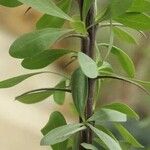 Fouquieria splendens Leaf