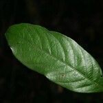 Licania sprucei Leaf