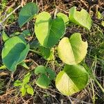 Ipomoea spathulata ഇല