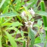 Hyptis brevipes Flower