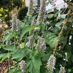 Agastache scrophulariifolia Blatt